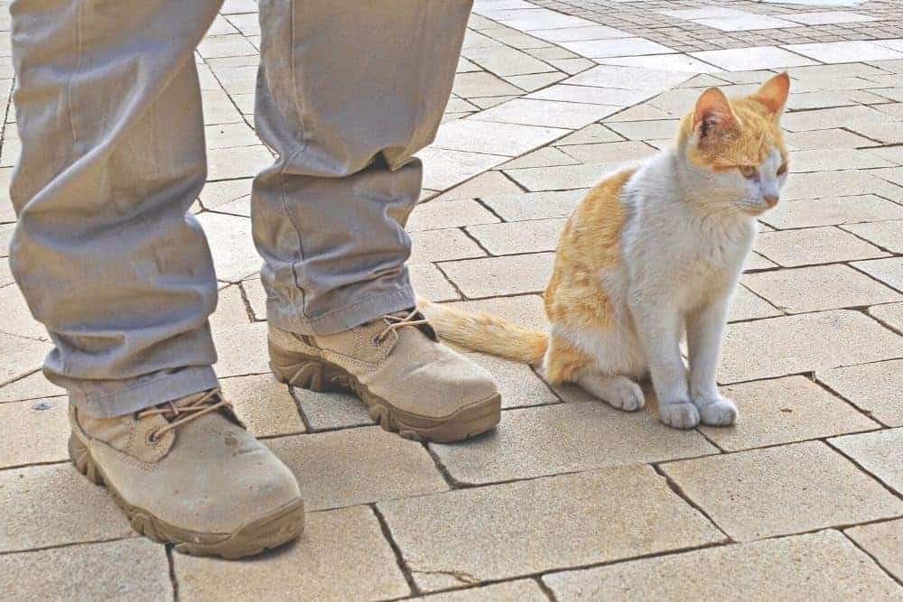 Whether you’ve been wearing tactical boots for a long time or you just consider picking a pair of professional tactical boots instead of shoes for your job. You know well that the boot height has a big effect on how you will move around on them. 6-inch, 8-inch, or 10-inch tactical boots may be no strangers, but the low-cut tactical boots could be a new concept to this specialized tactical footwear. There is actually no specific definition for this boot line. When we were doing research on the current market as well as consulting boots experts at the same time, it comes out that the low-cut tactical boots can be seen as the tactical footwear line that is less than 6 inches in height and specially crafted for serving all tactical purposes. With such height, wearers may find low-cut tactical boots more like light-duty work boots or running tactical boots rather than hard-duty tactical/military footwear. But they are definitely more than what you think. These boots are excessively agile, flexible and lightweight than traditional tactical boots to handle all situations no matter trail running, climbing, hunting or guard duties. In comparison to other tactical boot lines, the low-cut boot has one major shortcoming: its ability to protect against foreign objects from splashing to the ankles is limited. However, you should always have yourself a pair of these boots because it is versatile in all situations, even when coordinating with clothes.